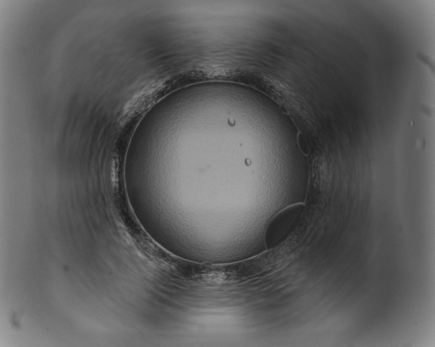 X0000099950740200806061541