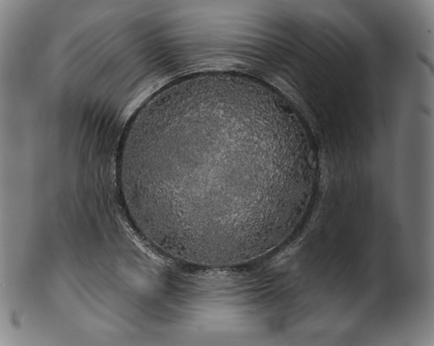 X0000099950834200806061540