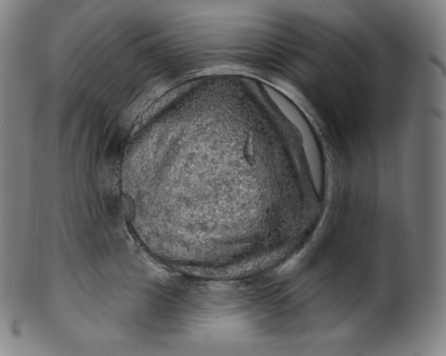 X0000099950857200806061540