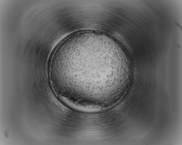 X0000099950884200806061540