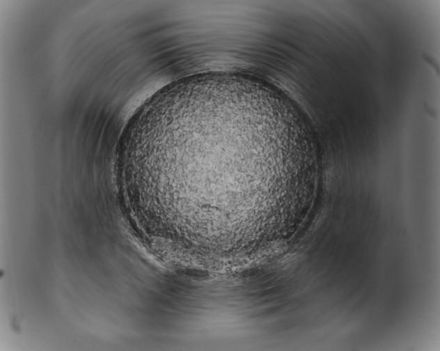 X0000099951026200806061537