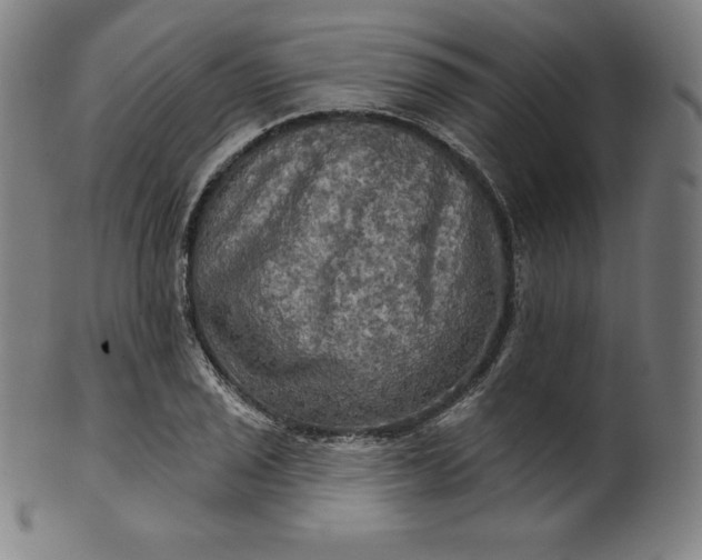 X0000099951029200806061537