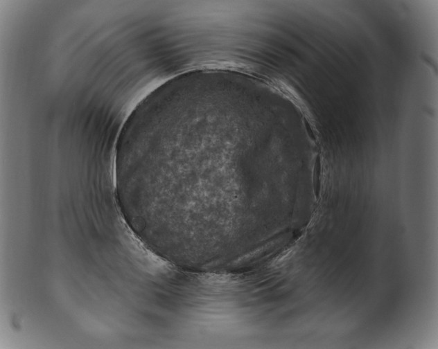 X0000099951036200806061538