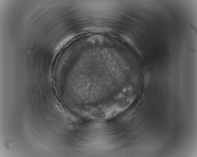 X0000099951074200806061537