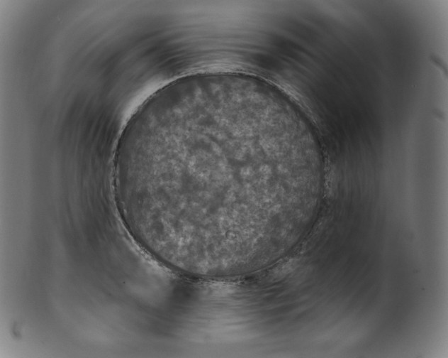 X0000099951086200806061536