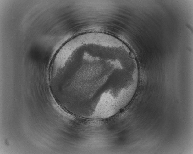 X0000099951090200806061536