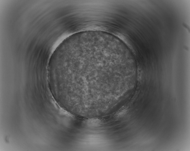 X0000099951094200806061536