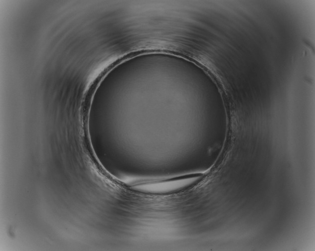 X0000099951120200806061536