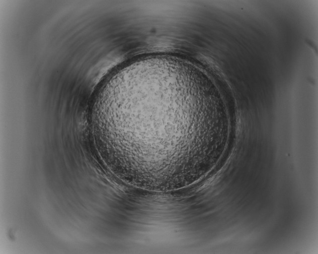 X0000099951210200806061534