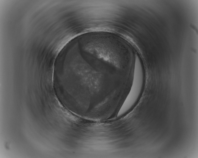 X0000099951228200806061534