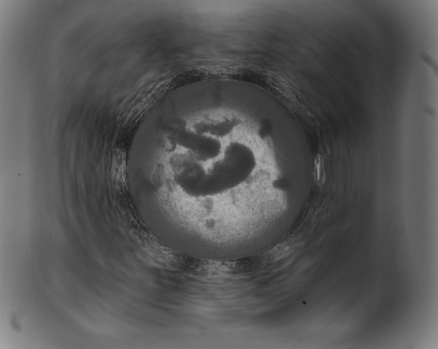 X0000099951251200806061534