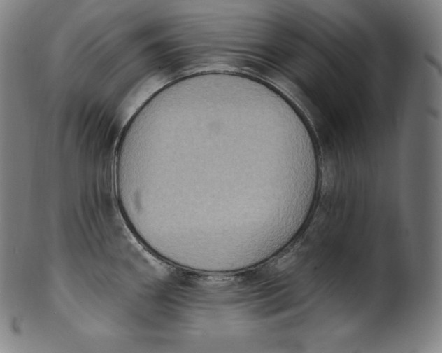 X0000099951290200806061533