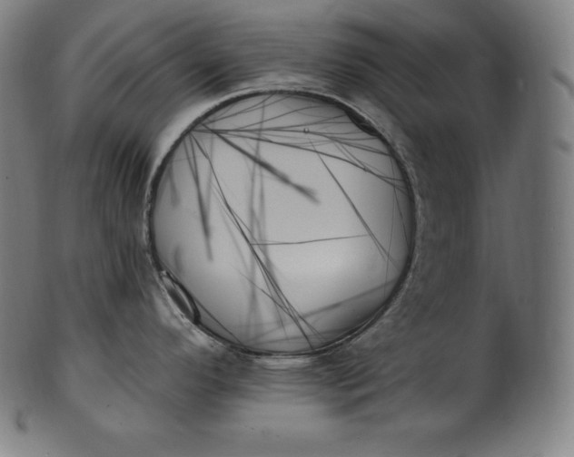 X0000099951296200806061533