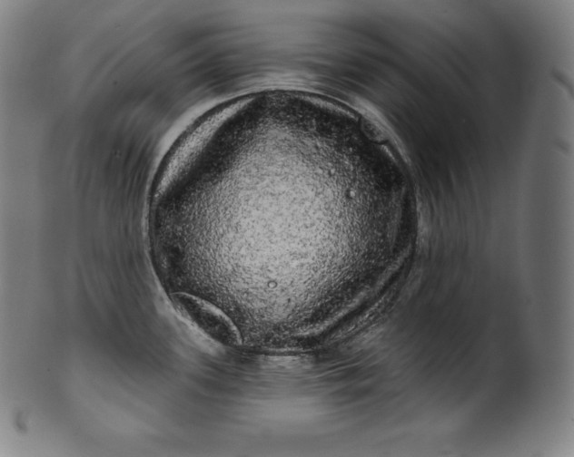 X0000099951339200806061533