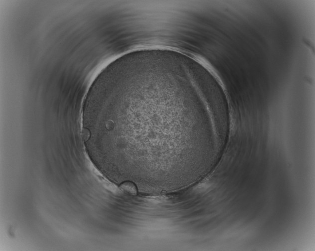 X0000099951388200806061532