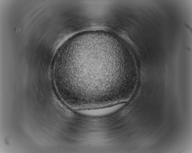 X0000099951412200806061531