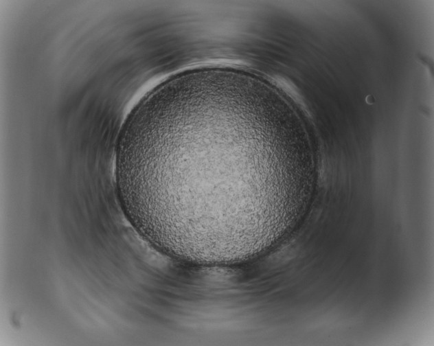 X0000099951420200806061532