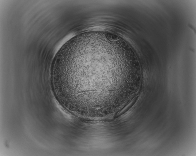 X0000099951426200806061532