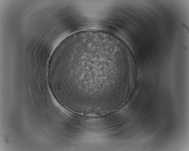 X0000099951483200806061531