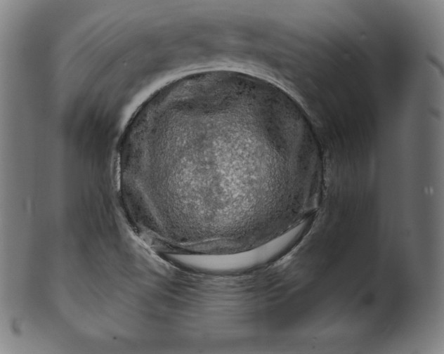 X0000099951510200806061530