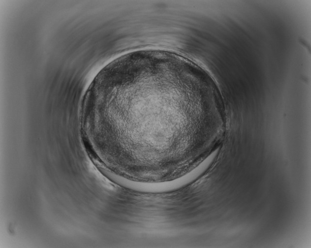 X0000099951532200806061530