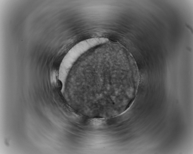 X0000099950094200806131457
