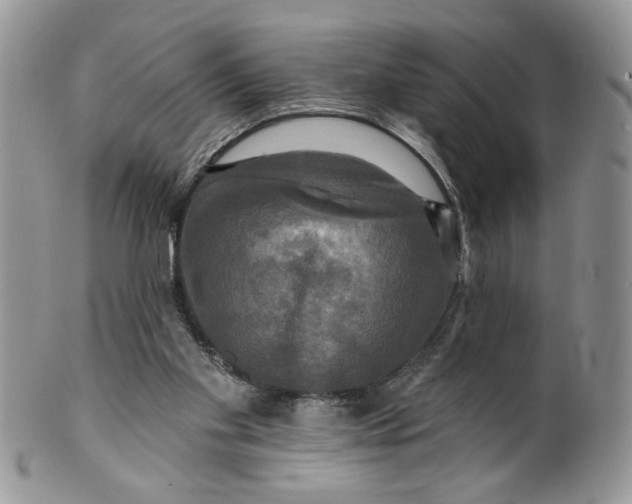 X0000099950109200806131456