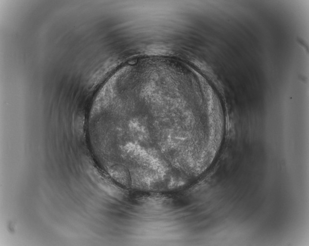 X0000099950201200806131455
