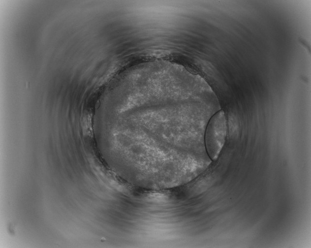 X0000099950236200806131454
