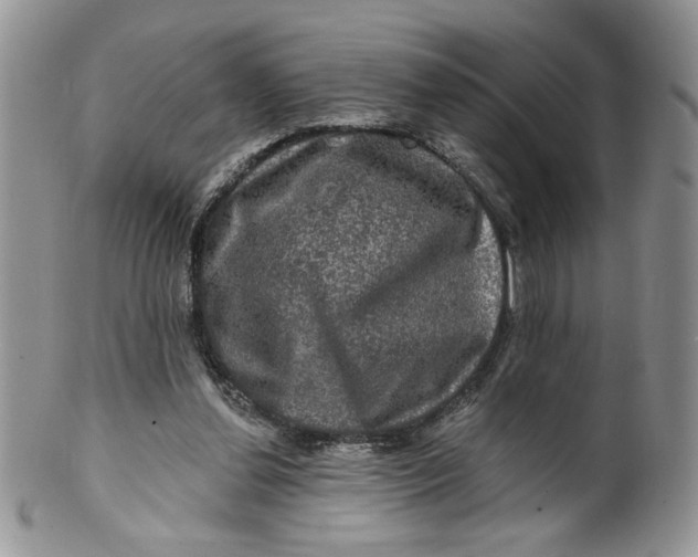 X0000099950252200806131454