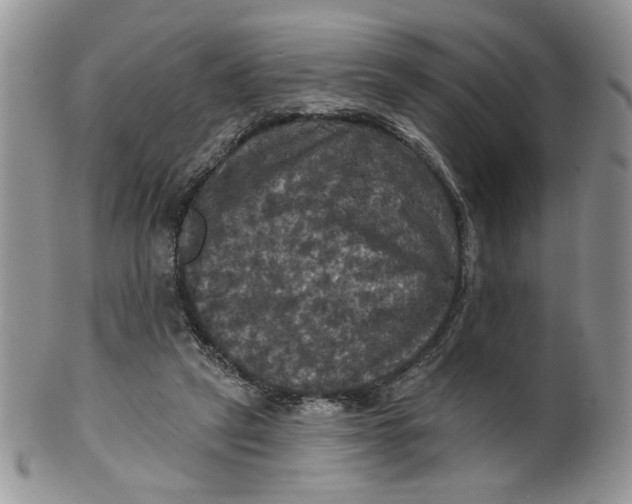 X0000099950257200806131454