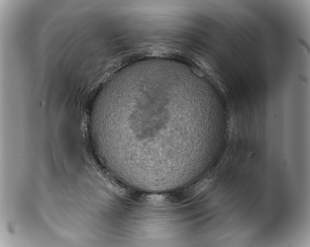 X0000099950265200806131454