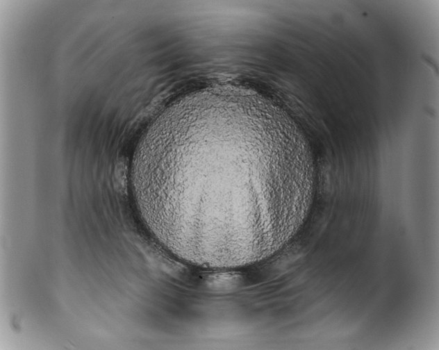 X0000099950274200806131454