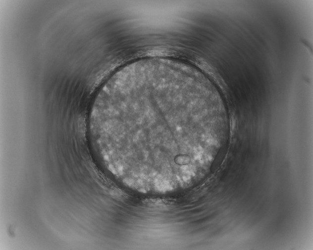 X0000099950297200806131454