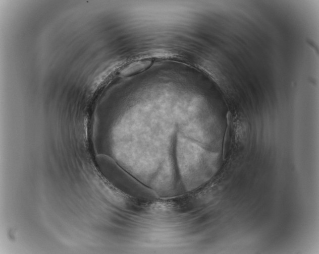 X0000099950350200806131453