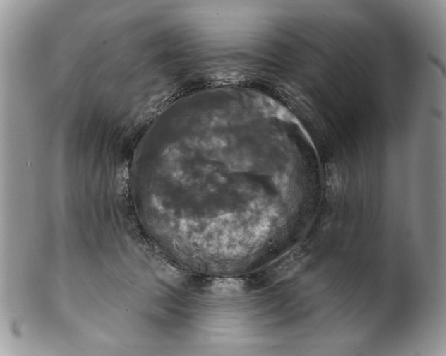 X0000099950369200806131453