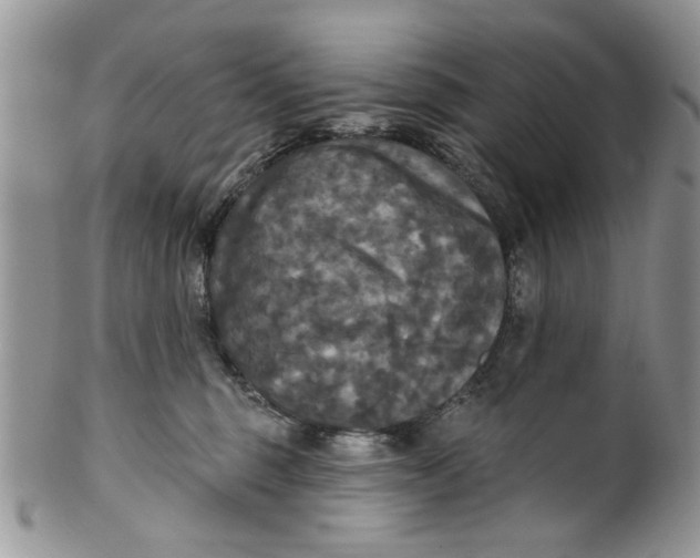 X0000099950375200806131453