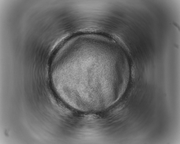 X0000099950396200806131452
