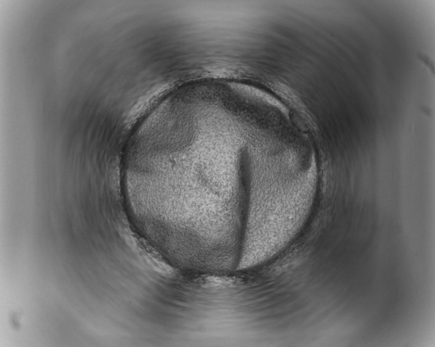X0000099950442200806131451