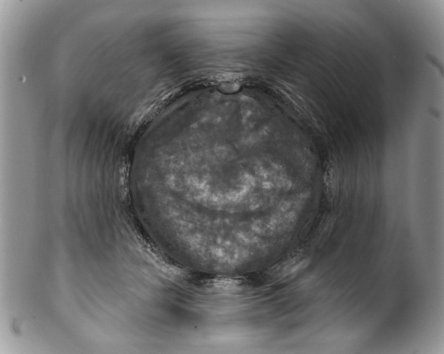 X0000099950462200806131451