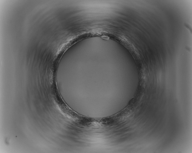 X0000099950496200806131450