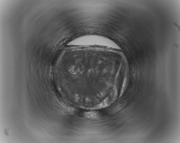 X0000099950511200806131450