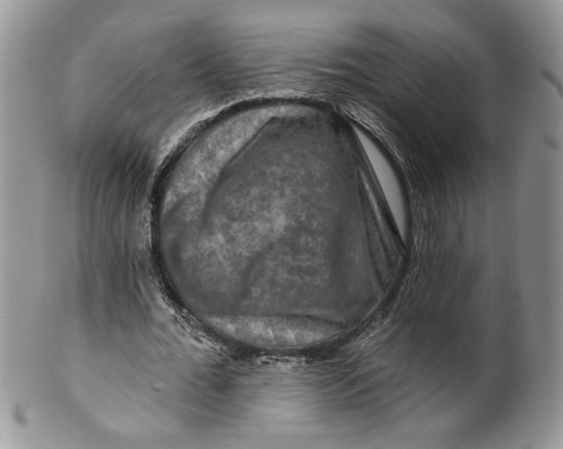 X0000099950676200806131448