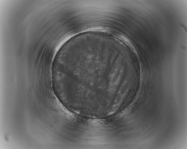 X0000099950808200806131446