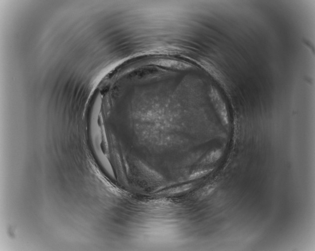 X0000099950838200806131446