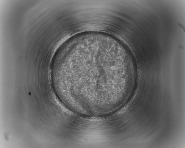 X0000099951029200806131443