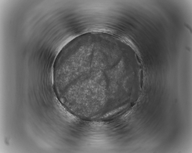 X0000099951036200806131443