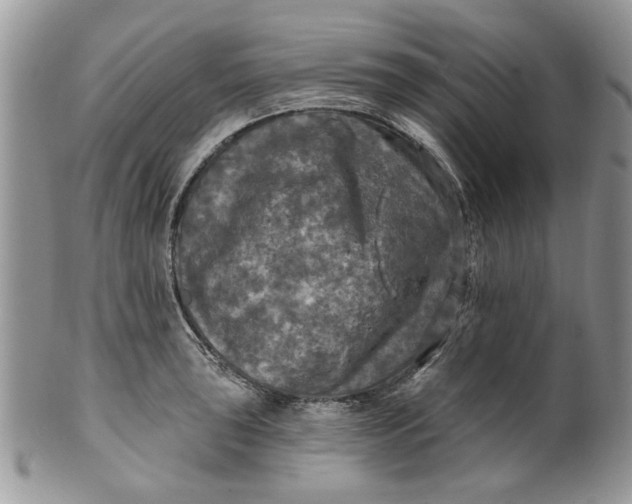 X0000099951043200806131443