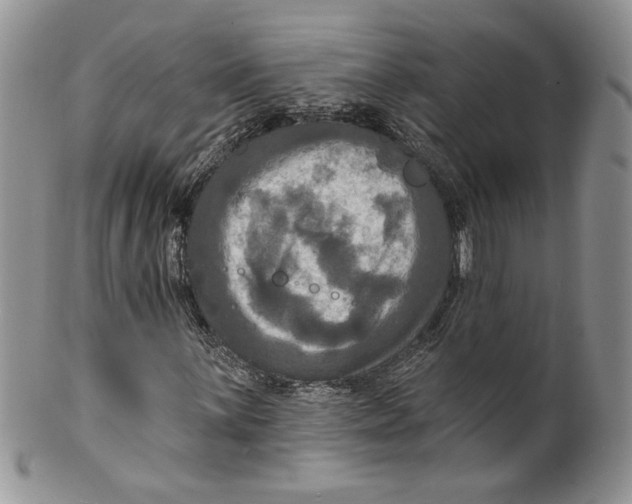 X0000099951059200806131442