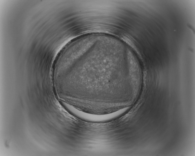 X0000099951068200806131442